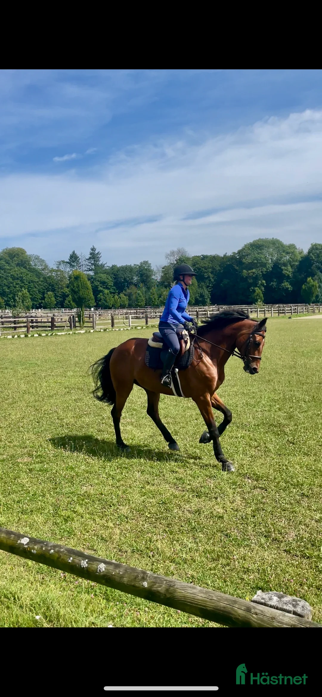  hästservice finnes: Inridning, utbildning, träning, försäljning i Vellinge - Annons 2