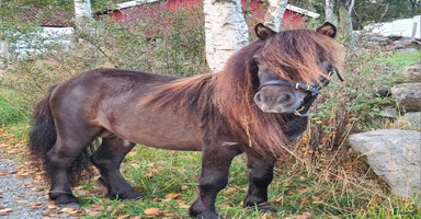  hästar i Henån - Annons 14