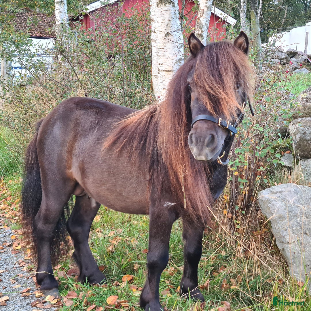 Allround hästar till salu: Minishetland hingst  i Henån - Annons 2