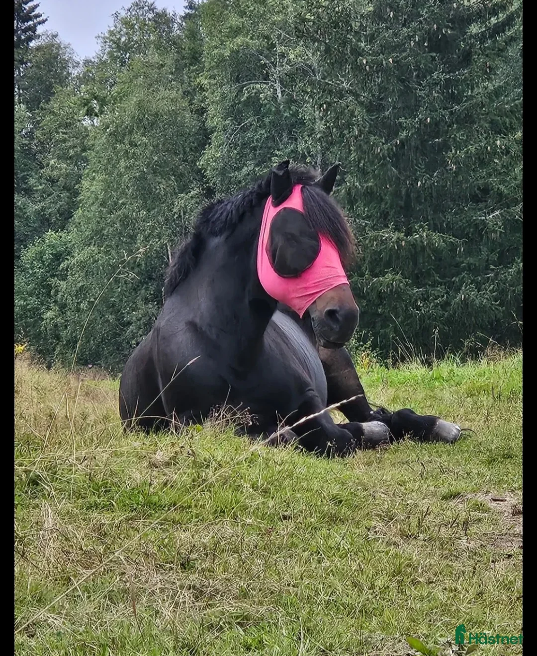 Allround hästar till salu: Herre med hjärtat på rätt ställe i Filipstad - Annons 6