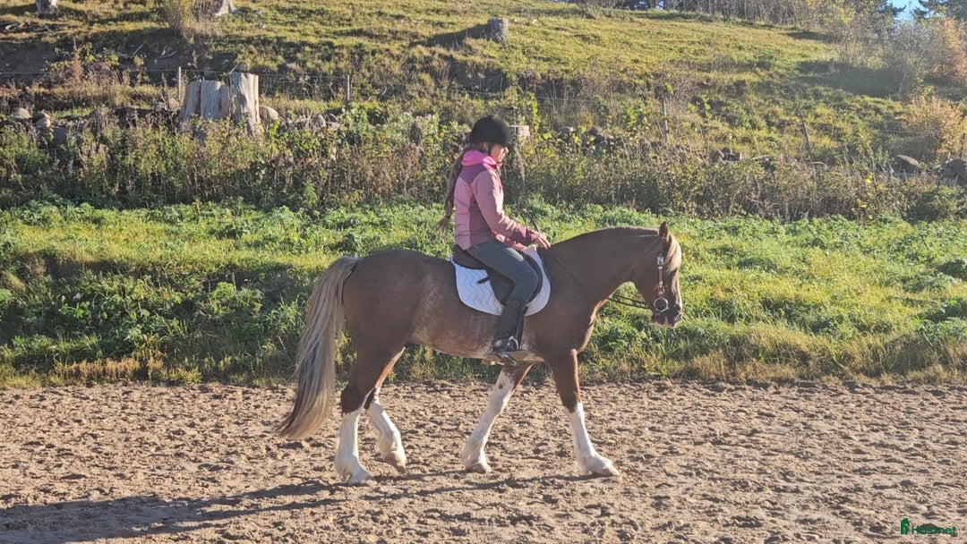 Allround hästar till salu: Dressyr, hoppning, western, uteriden i Stenstorp - Annons 2