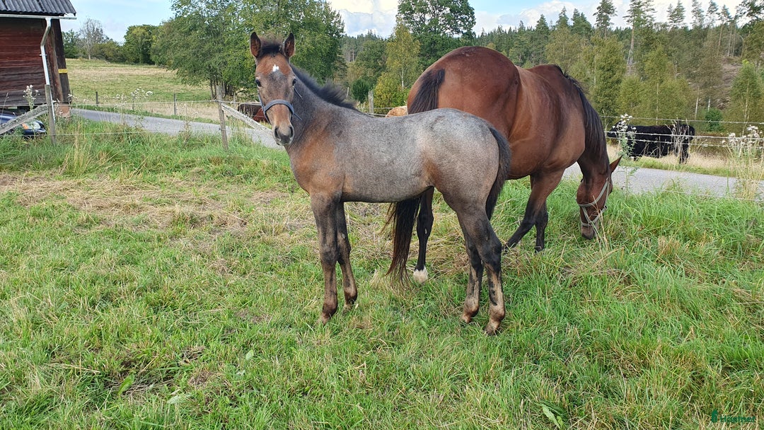Hoppning hästar till salu: Hoppföl x3 säljes- Svårklassmöderne & Elithingstar i Lammhult - Annons 11