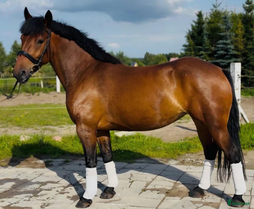 Allround hästar till salu: Gorgeous, sweet and ready for anything allrounder i Örsundsbro - Annons 6