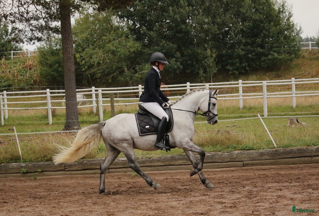 Hoppning hästar till salu: Kvalitets D ponny oavsett disciplin! i Onslunda - Annons 1