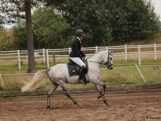 hästar Kvalitets D ponny oavsett disciplin! i Onslunda - Annons 1