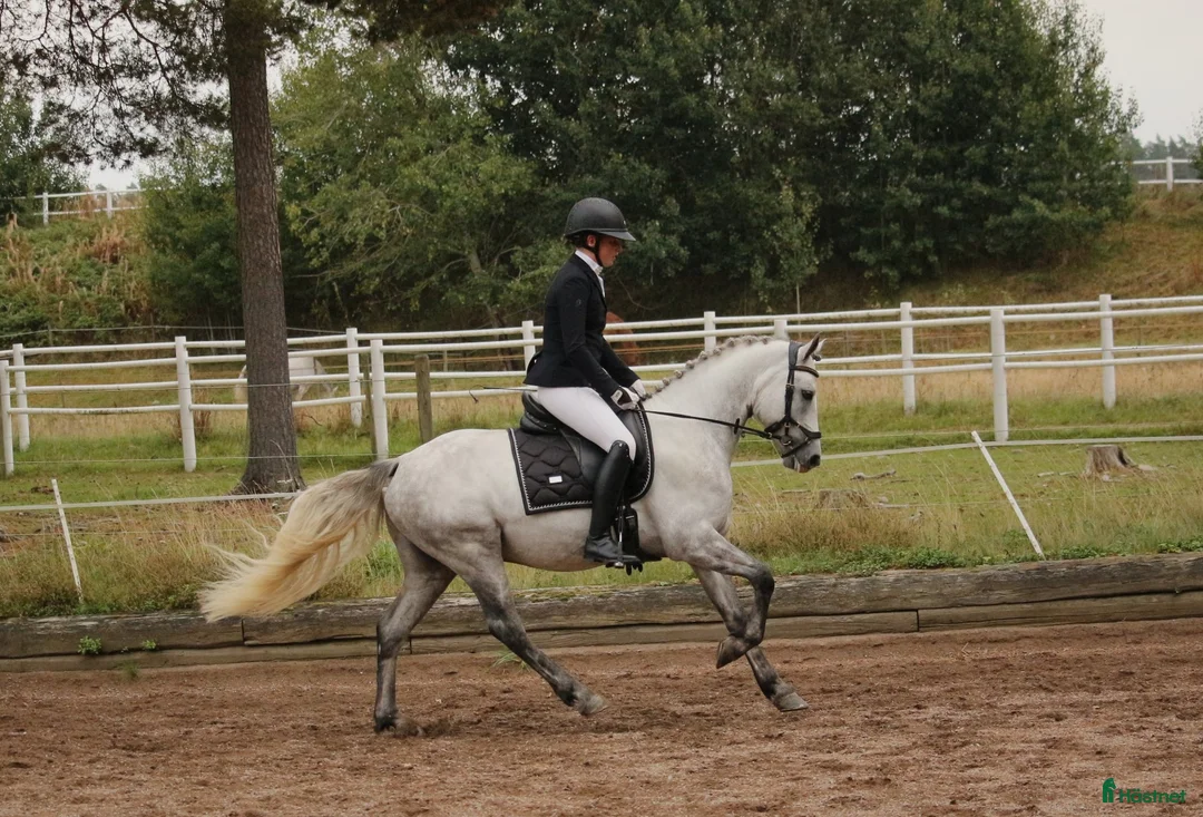 Hoppning hästar till salu: Kvalitets D ponny oavsett disciplin! i Onslunda - Annons 1