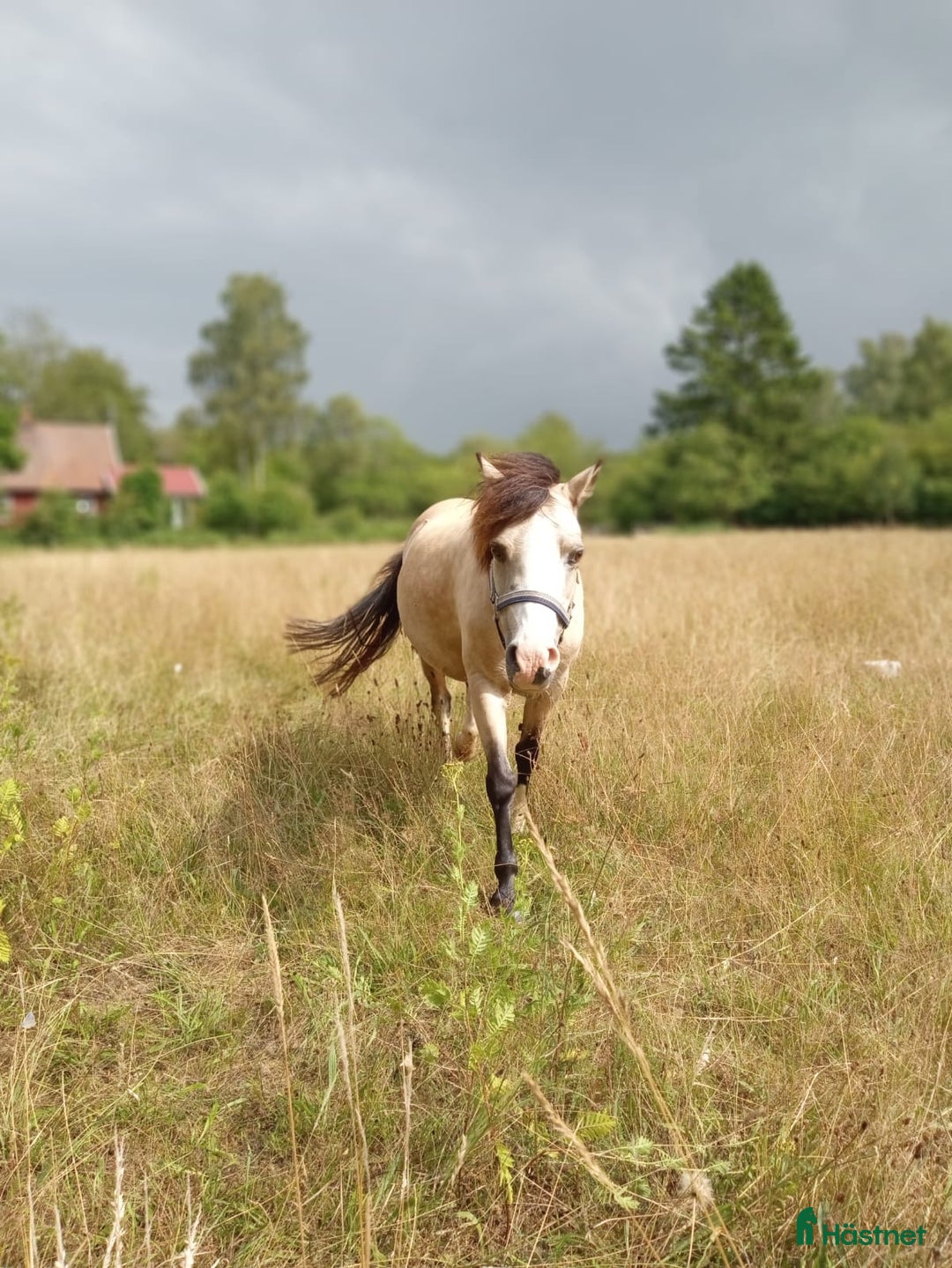 Allround hästar till salu: Gulbrunt Welsh Mountain sto i Sankt OLOF - Annons 1