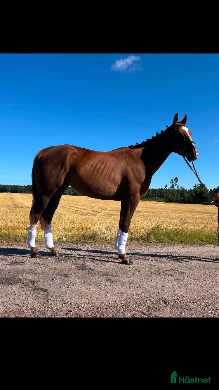  hästar Bästa vän  - Annons 1