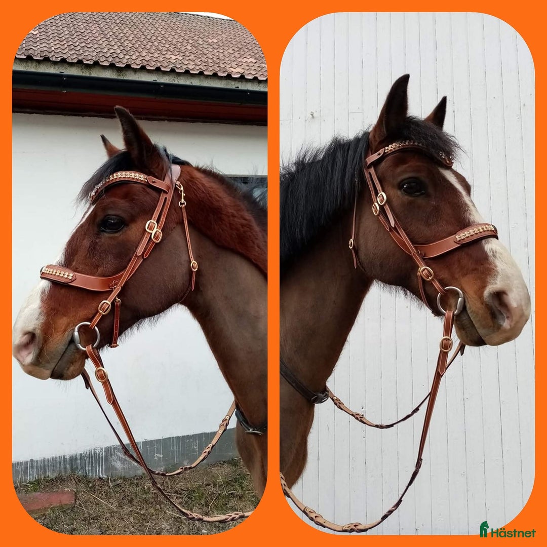 Sadlar hästutrustning till salu: Dominus dressyrsadel i Borlänge - Annons 4