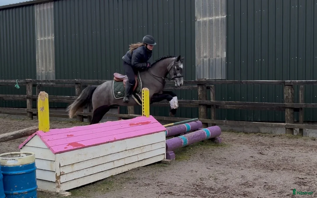 Allround hästar till salu: Easy Connemara gelding  - Annons 2