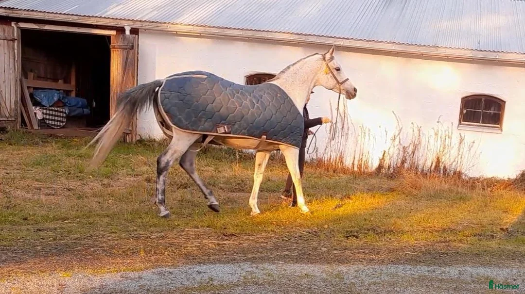 Täcken hästutrustning till salu: 130 cm show-stalltäcke fodrat - Annons 2