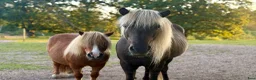 Allround hästar till salu: Sagohäst - Annons 2