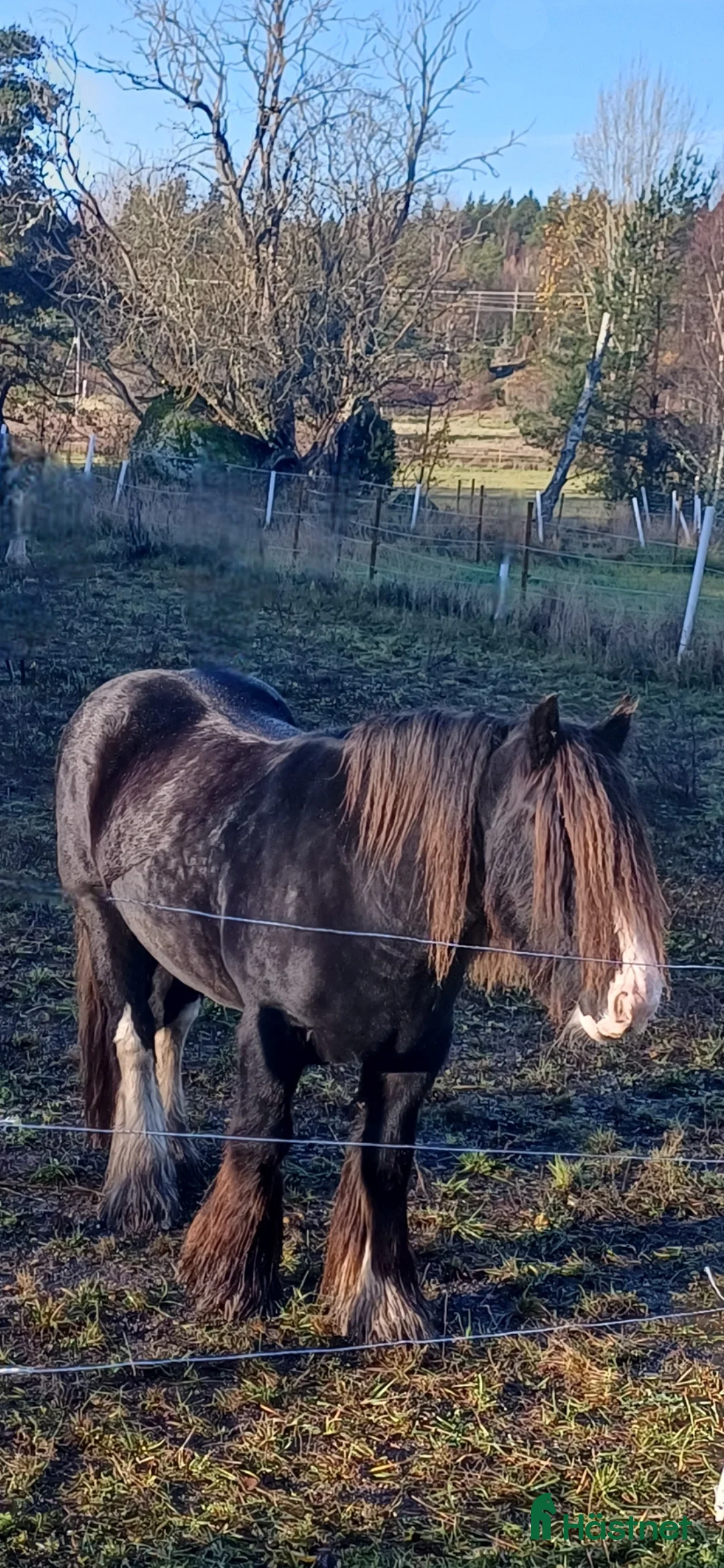 Allround hästar till salu: 5-årig Irish Cob valack i Vendelsö - Annons 2