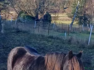 hästar 5-årig Irish Cob valack - Annons 4