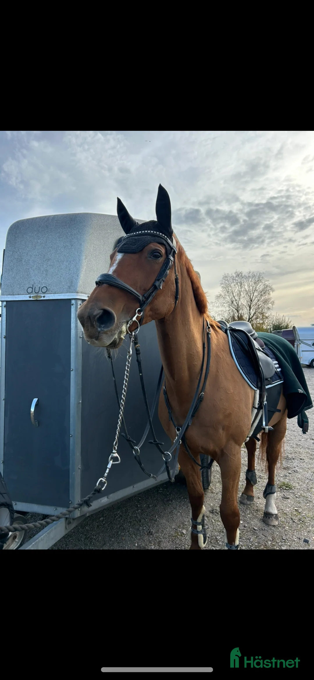 Allround hästar till salu: Fräsch läromästare och bästa vän  i Bergkvara - Annons 2