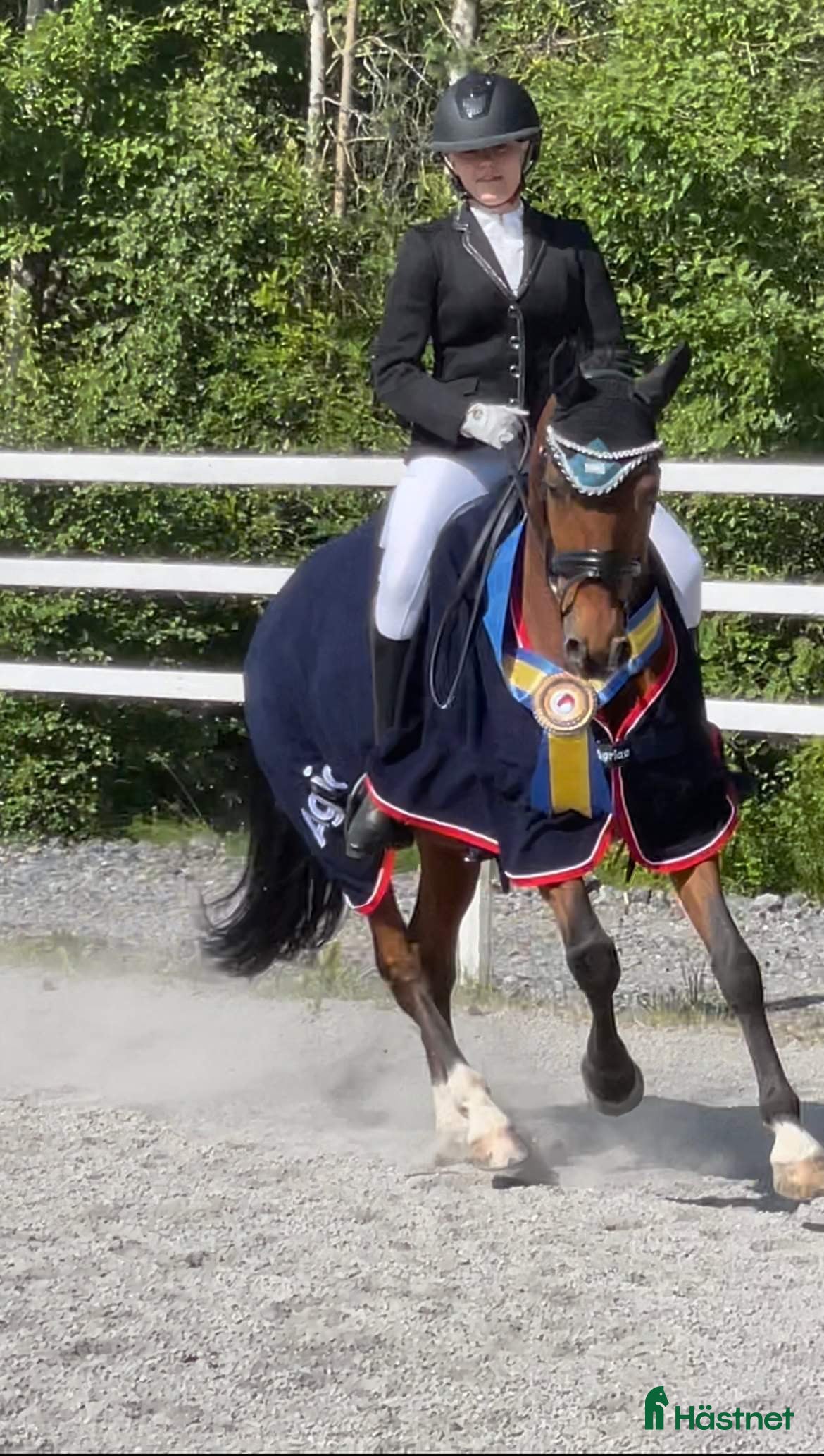  hästar FEI Dressyrponnyn som hänger med på allt i Njurunda - Annons 10