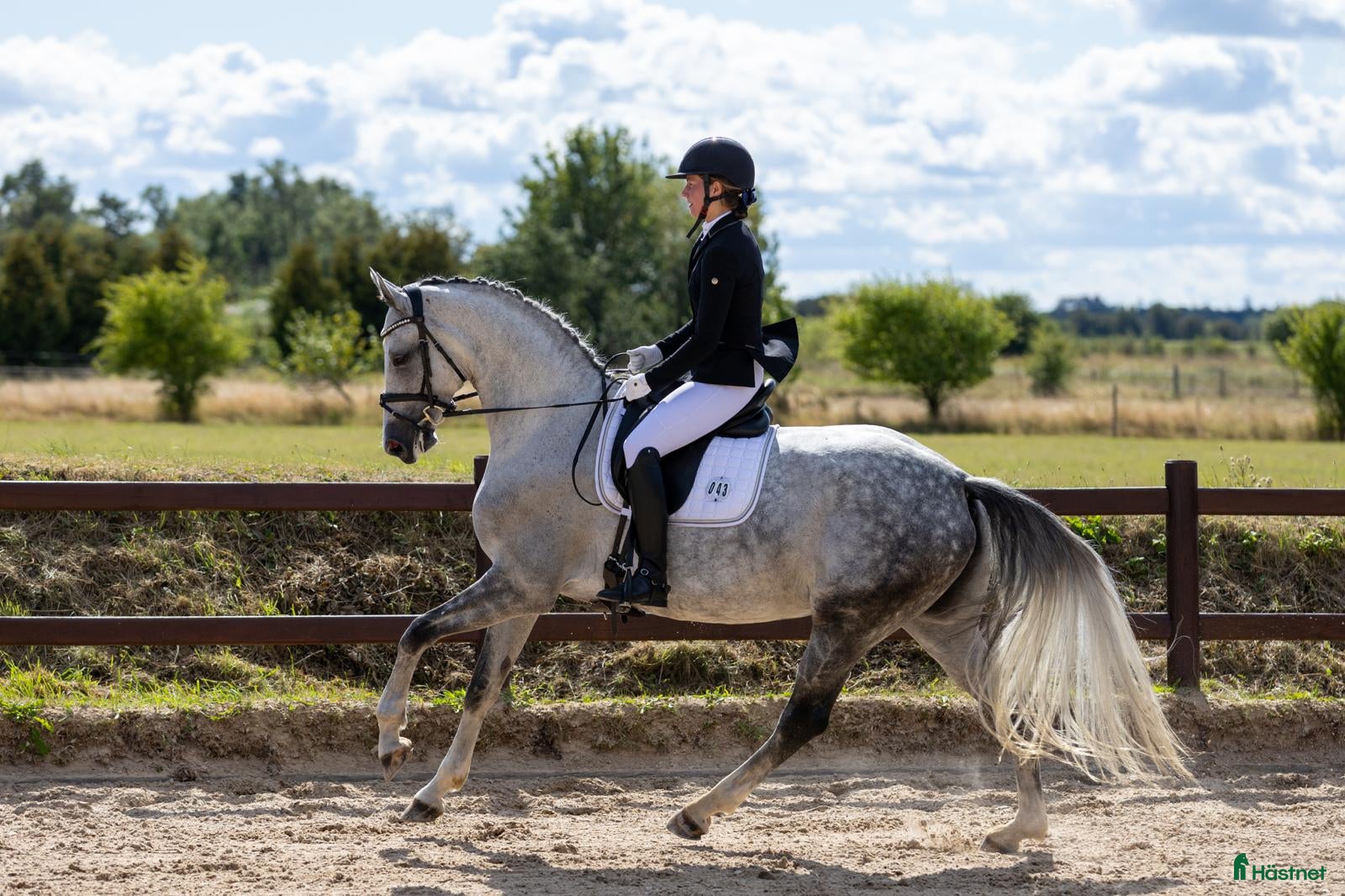  hästar Nedsat pris nu 260000 sv kr, begåvad  dressurhäst - Annons 11