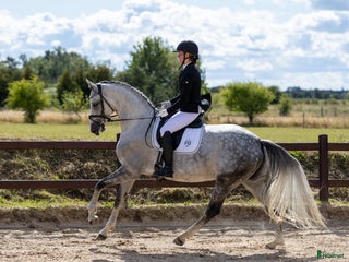 hästar Nedsat pris nu 260000 sv kr, begåvad dressurhäst - Annons 13