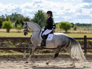 hästar Nedsat pris nu 260000 sv kr, begåvad dressurhäst - Annons 7