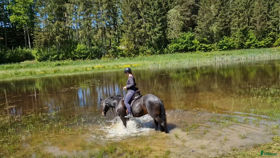 Allround hästar till salu: Underbar kallblodstjej - Annons 4