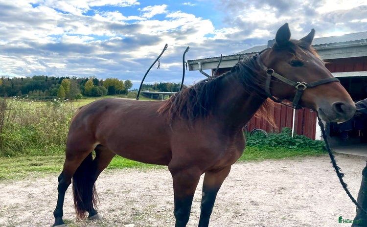  hästar i Kvissleby - Annons 14