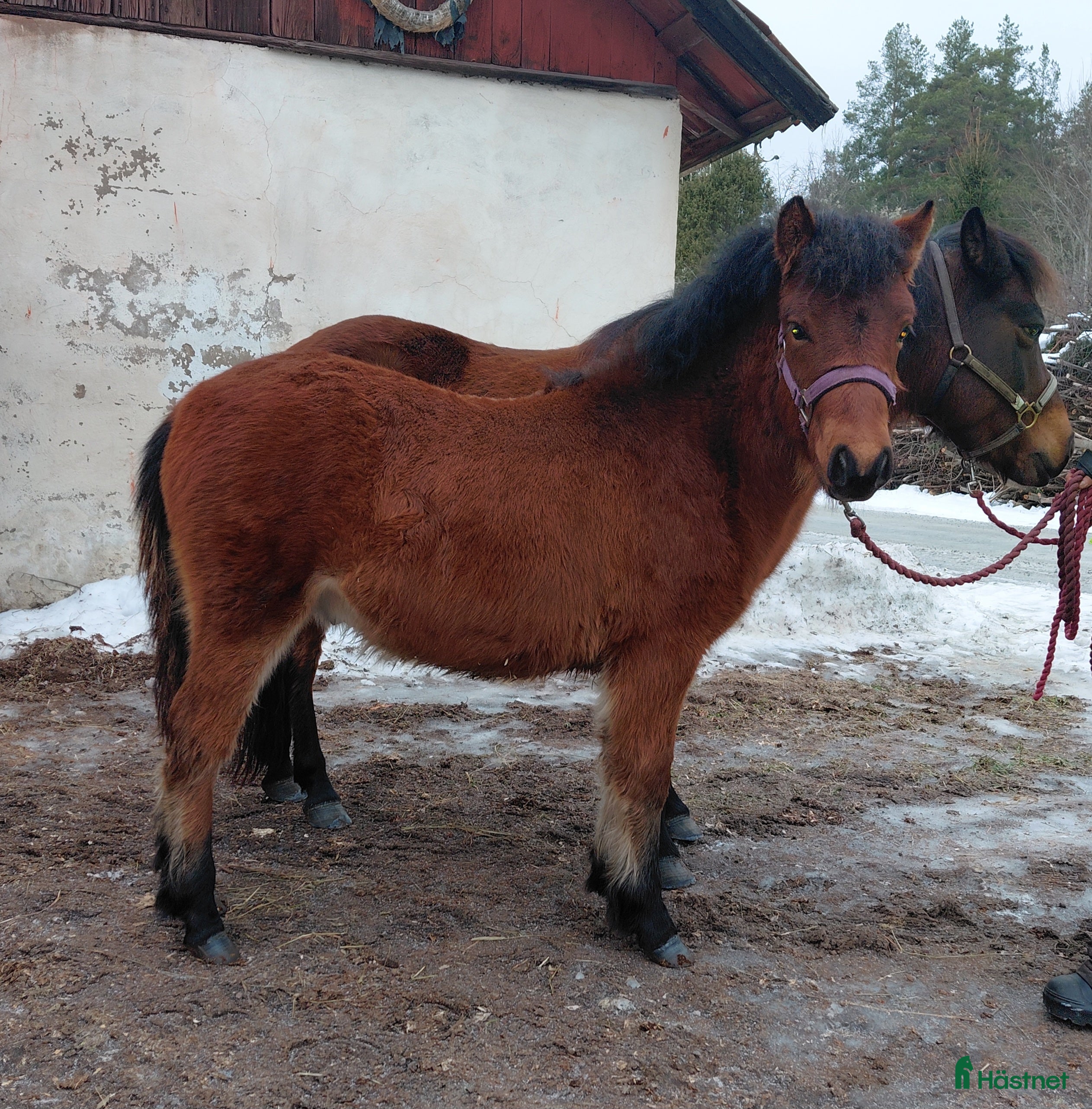  hästar Superstammad 1-åring - Annons 7