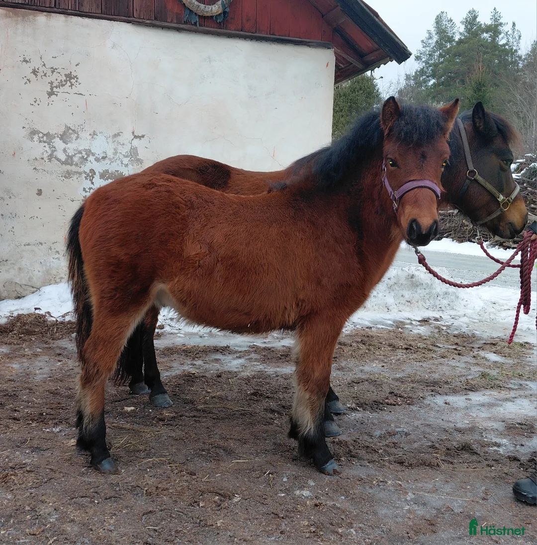 Trav hästar till salu: Superstammad 1-åring - Annons 1