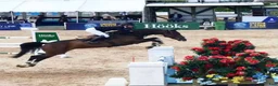 Avelshästar hästar till salu: Fantastiskt avelsto  - Annons 4