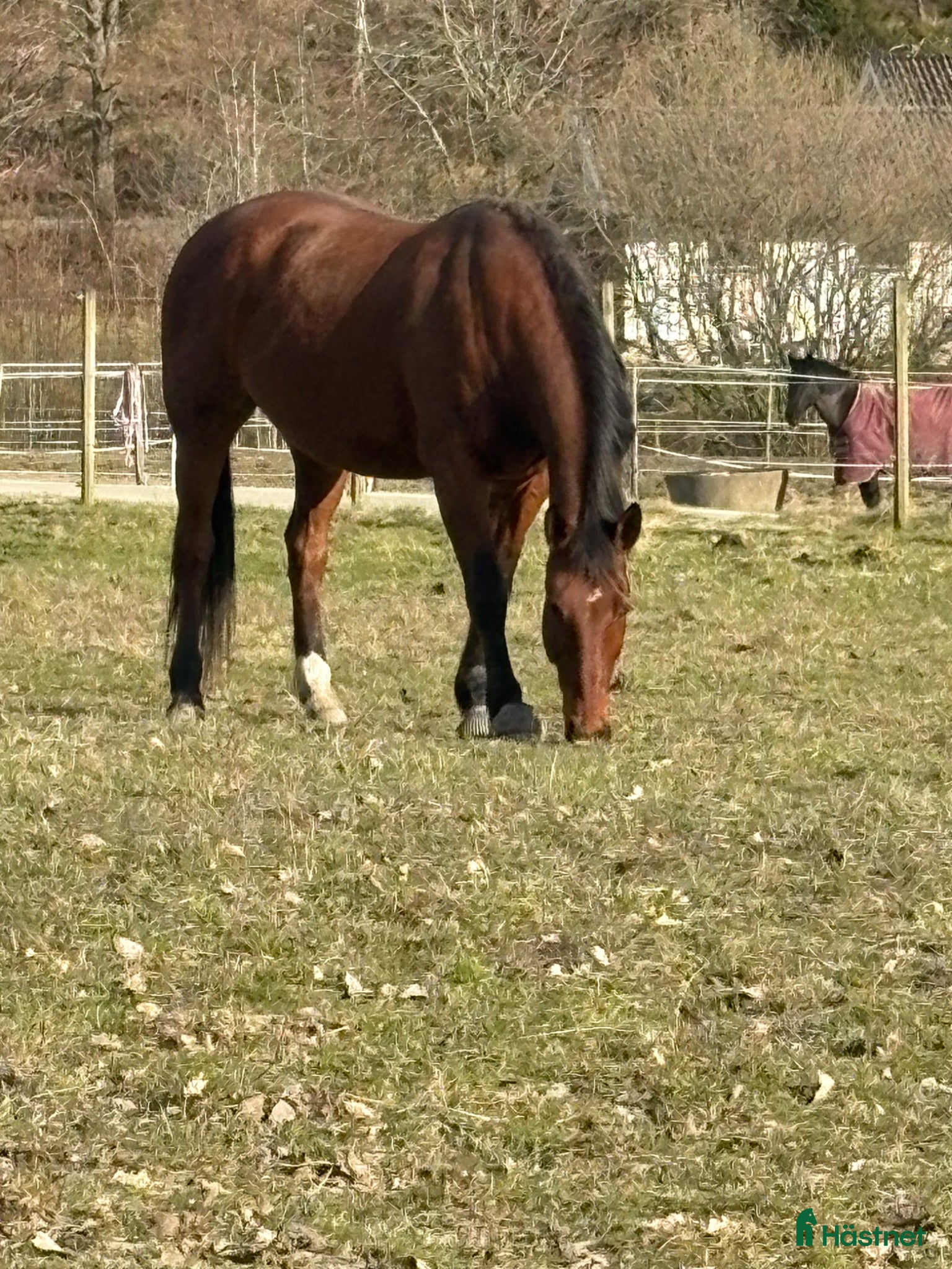  hästar Stor sällskapshäst utlånas till livslångt hem - Annons 2