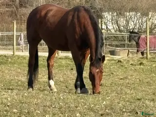 hästar Stor sällskapshäst utlånas till livslångt hem - Annons 2