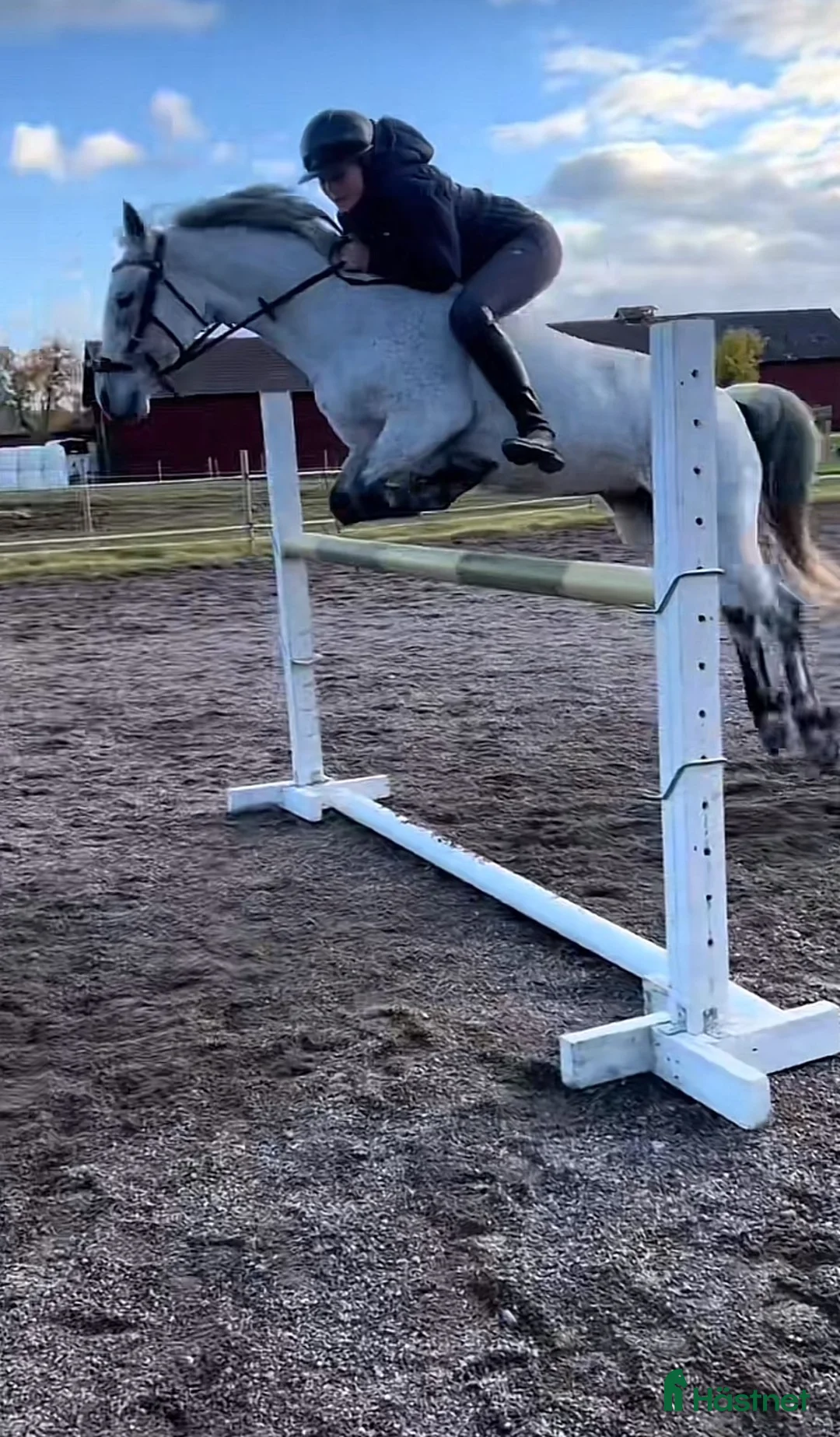 Hoppning hästar till salu: C ponny - Annons 2