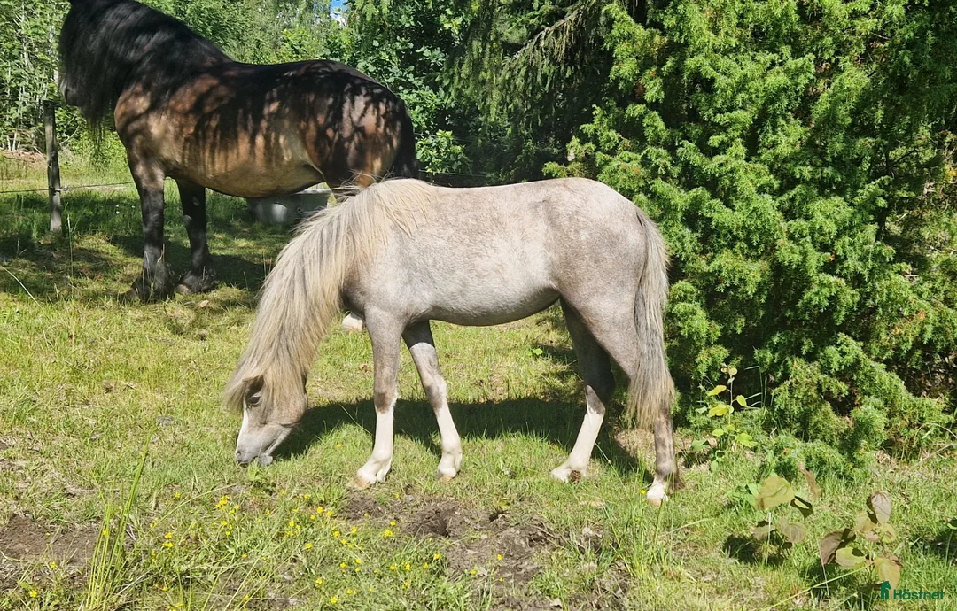 Allround hästar till salu: Personlig ponny - Annons 9