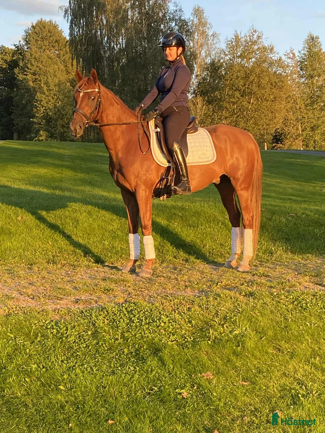 Allround hästar till salu: UTVECKLINGSBAR D-PONNY i Vintrosa - Annons 2