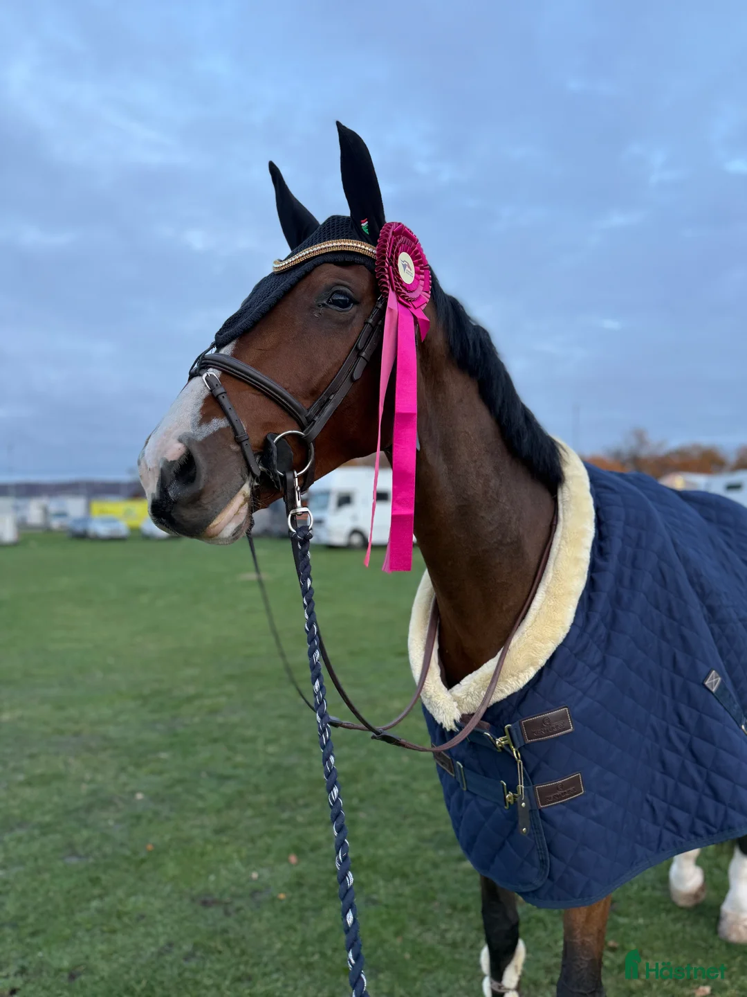 Hoppning hästar till salu: Din blivande superstjärna?  - Annons 6