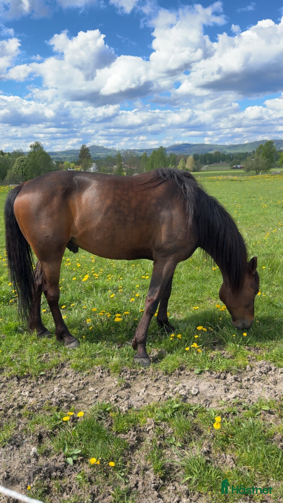 Allround hästar till salu: *reserverad!* Valacken Marion Mark - Annons 1