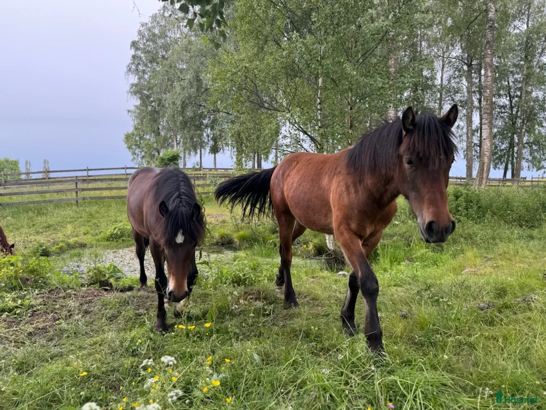 Trav hästar till salu: Spesiell 2 Års Hingst i Husøysund - Annons 1