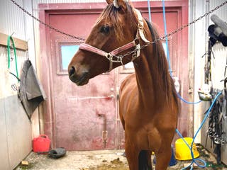 hästar Starthäst i Gävle - Annons 1