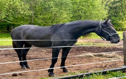 Allround hästar till salu: Svenskfödda kvalitetsston PRE och Perlino hingst  i Ullared - Bild 5