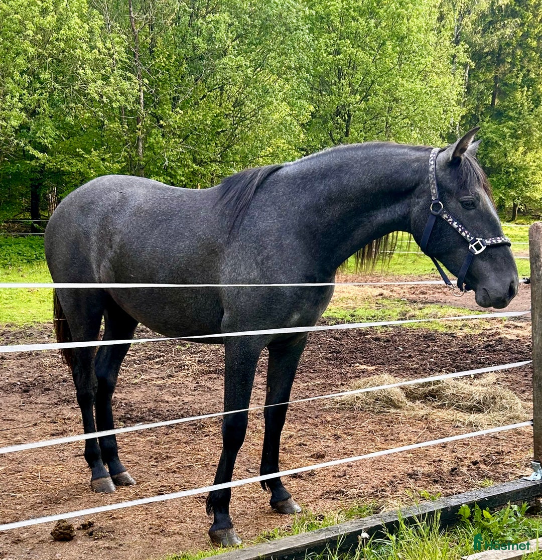 Allround hästar till salu: Svenskfödda kvalitetsston PRE och Perlino hingst  i Ullared - Bild 5