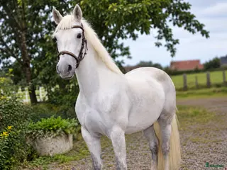 hästar Trevlig D-ponny - Annons 16