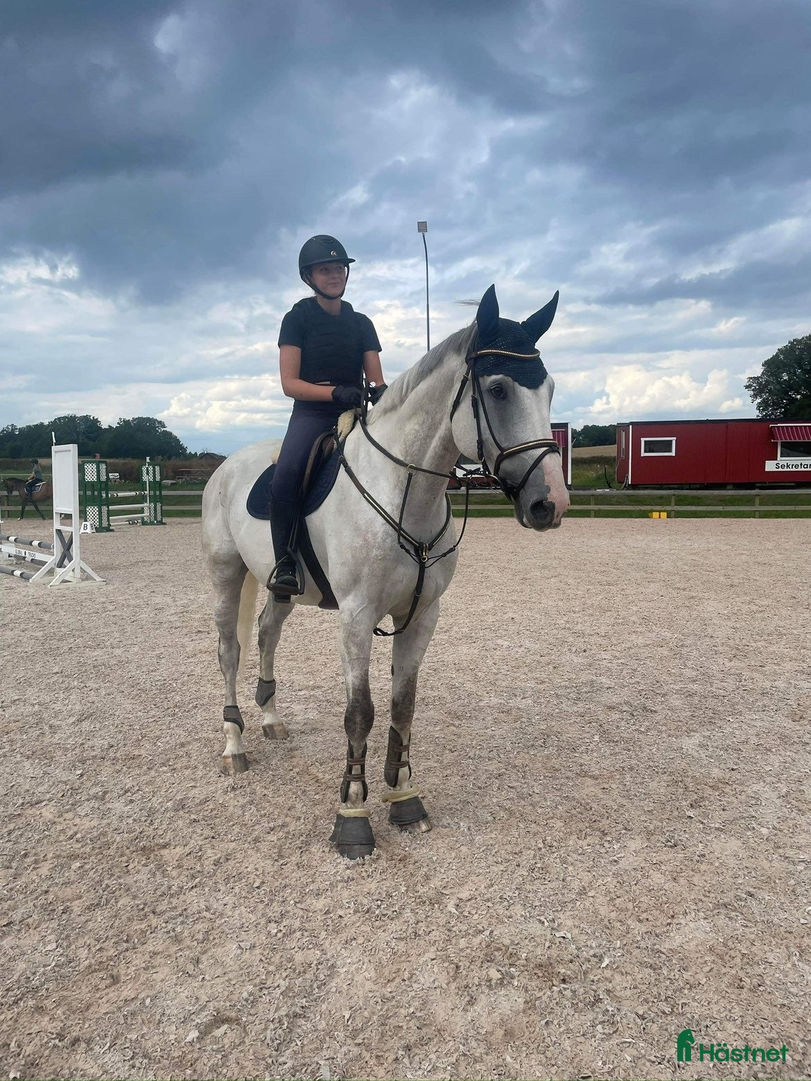  hästar Välstammad hopphäst i Norrköping - Annons 4