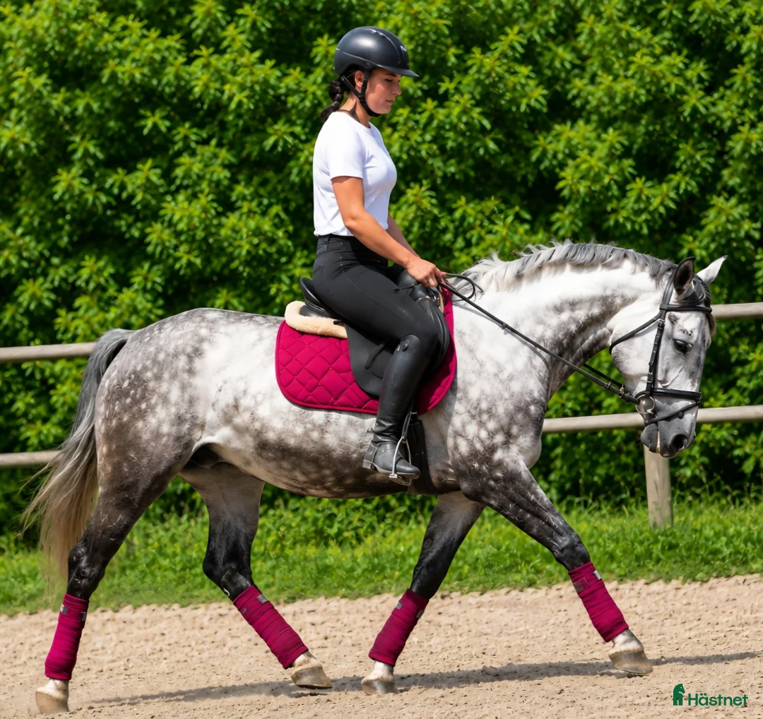 Allround hästar till salu: Exceptional Grey Beauty - Annons 2
