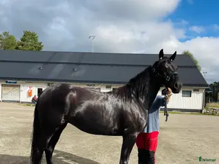 hästar Blivande ridhäst - Annons 1