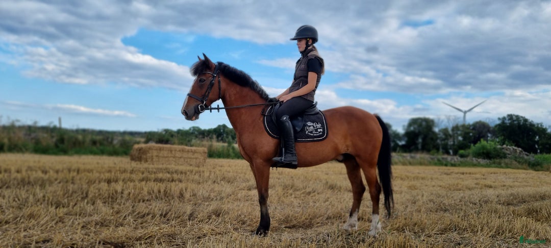 Hoppning hästar till salu: Läromästare hoppning och bästis i Ljungbyholm - Annons 1