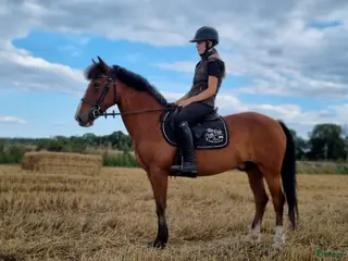 hästar Läromästare hoppning och bästis - Annons 17