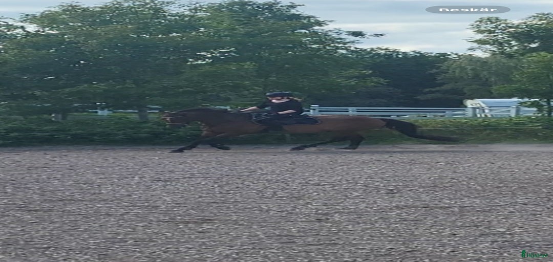 Galleribild {{count}}