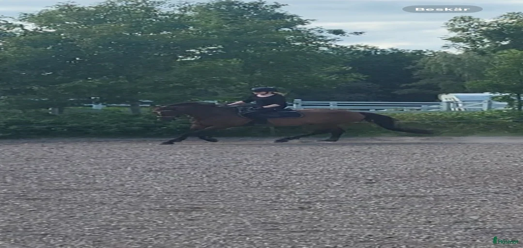 Galleribild {{count}}