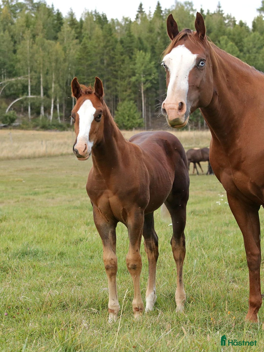 Western hästar till salu: Höstrea på Kungsvikstorp i Åtvidaberg - Annons 16