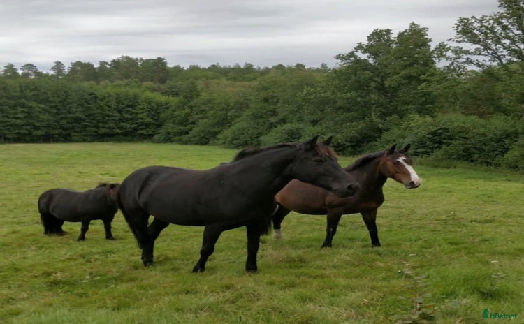  hästar i Tanumshede - Annons 5