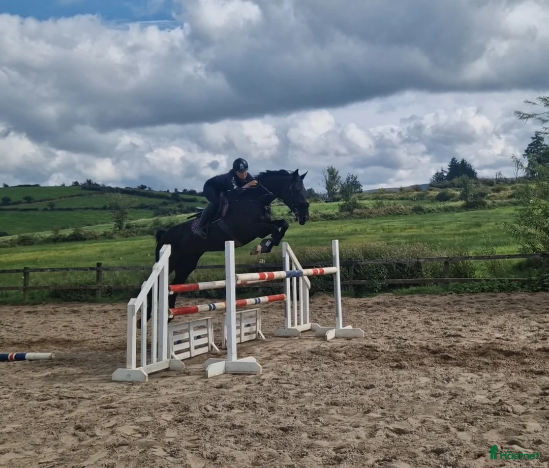 Dressyr hästar till salu: Equestrian holiday in Ireland  - Annons 5